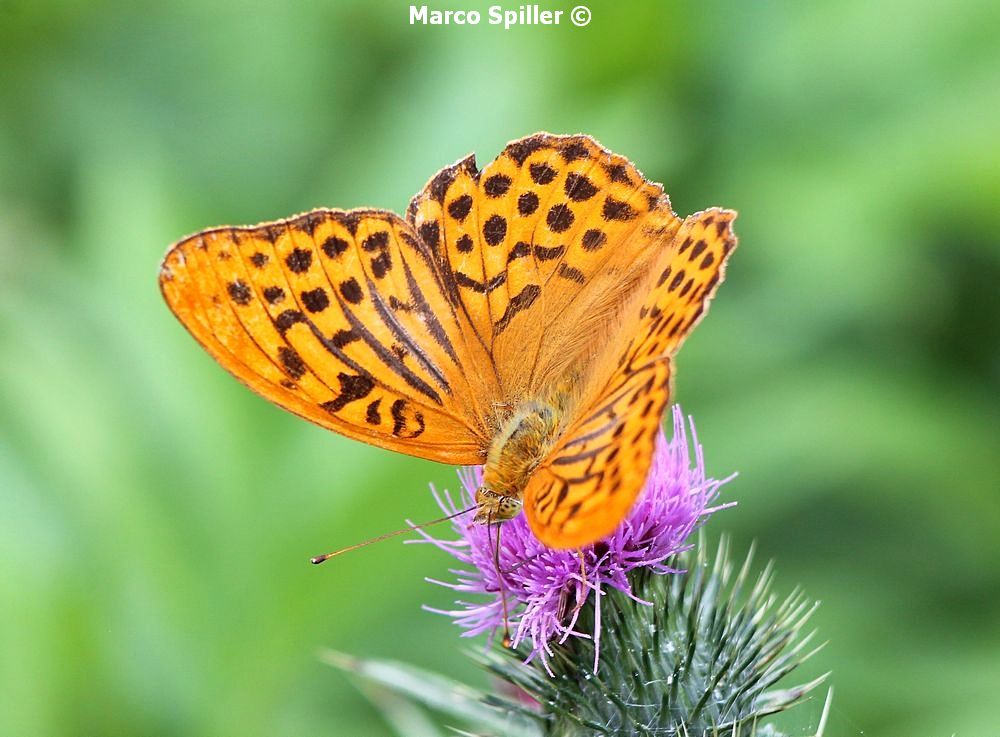 Argynnis paphia